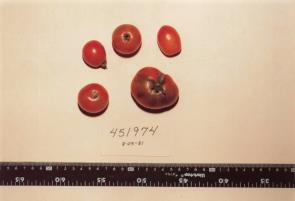 Click for 1 image(s) for this accession. FRUIT